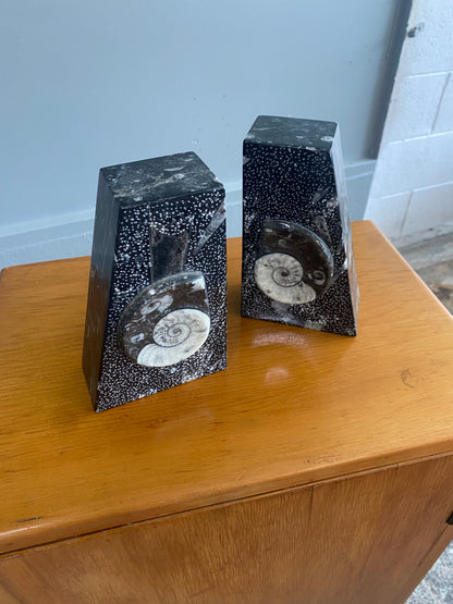 Goniatite Fossil Bookends