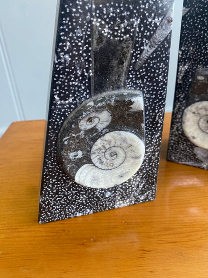Goniatite Fossil Bookends