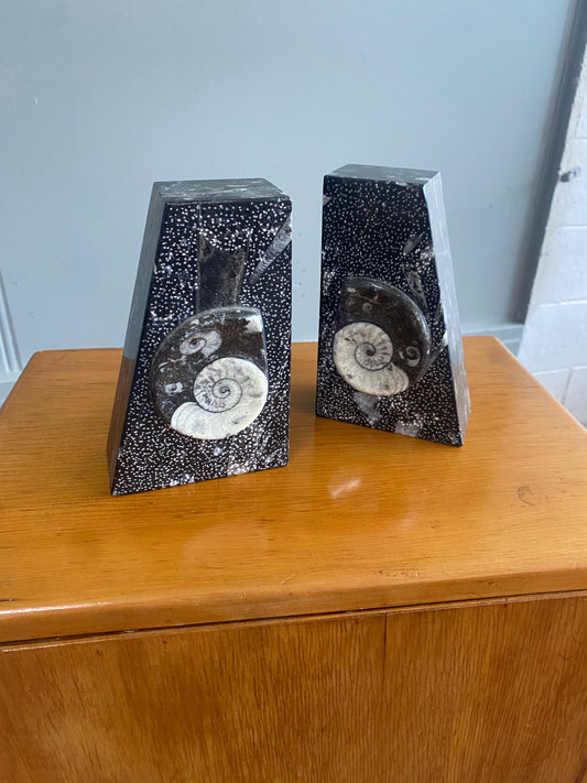 Goniatite Fossil Bookends