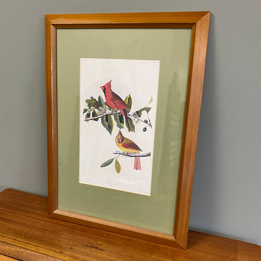  Vintage Cardinal Grosbeak Lithograph