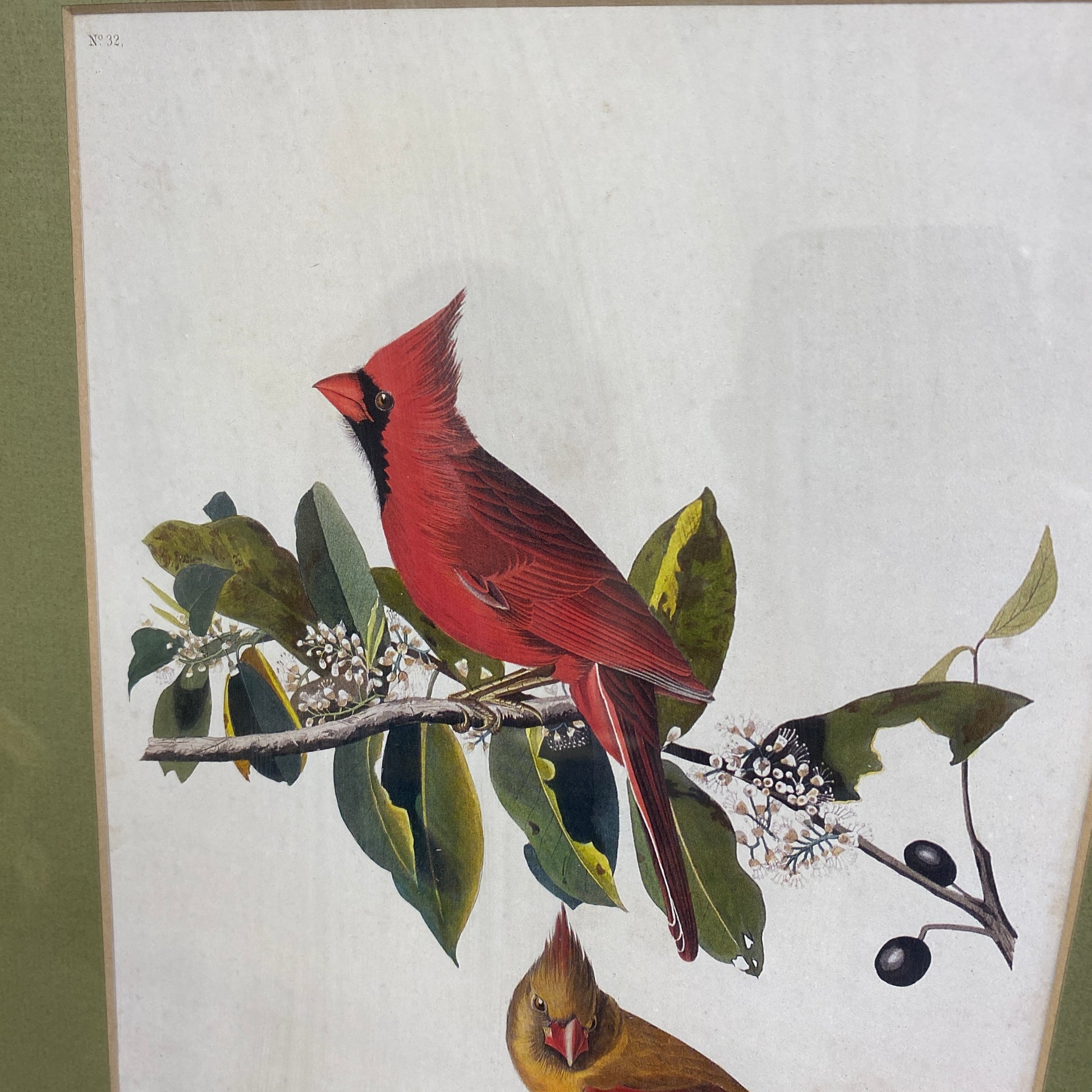  Vintage Cardinal Grosbeak Lithograph